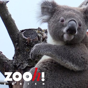 Freier Eintritt im Zoo Zürich